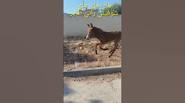 هاي هاي هاي فاطمة شوفيني راني طاير 