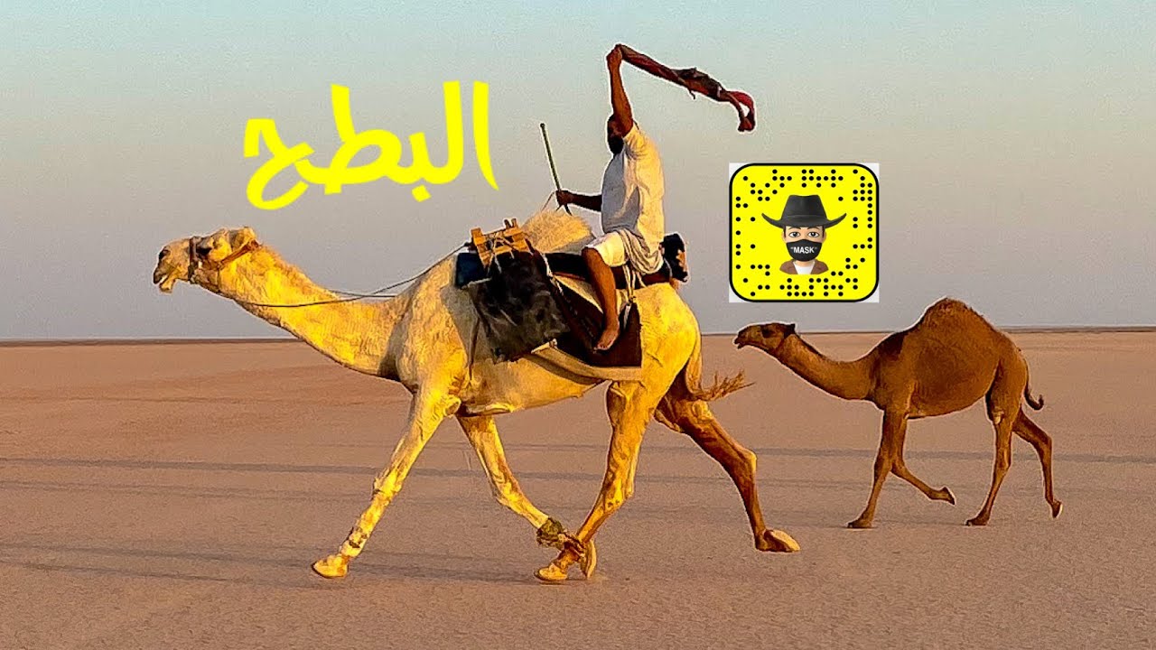 يسكن الصحراء والأبل عائلته :الحلقـ(34)ـه