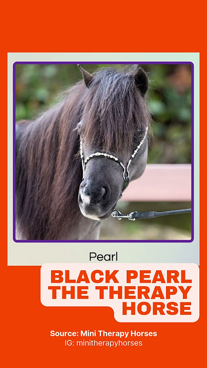 Black Pearl the therapy horse plays keyboard solo to wake kids from anesthesia #shorts
