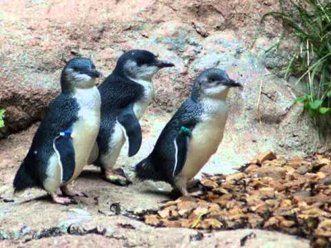 Don Spencer Fairy Penigun Strut - YouTube