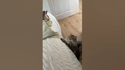 Watch the video about Suki Jump around #cats #catshorts #funny #siberianforestcat #fluffy #cute #suki #toys