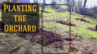 PLAN-ting THE ORCHARD | BUILDING A HOMESTEAD