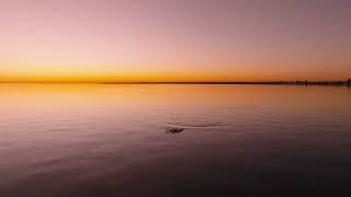 Sunset Dolphins Port Philip Bay