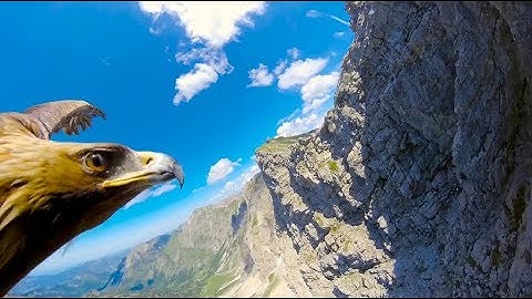 [10 Hours] Through an Eagle