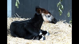 Feest! Okapi Beni is geboren