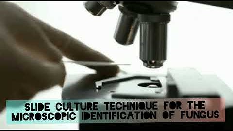 Slide culture microscopy to identify fungus