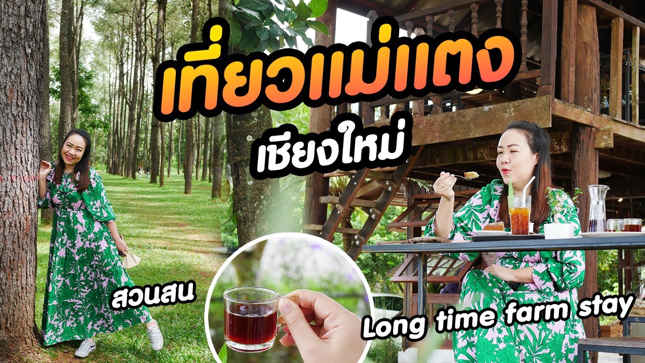 เที่ยวแม่แตง เชียงใหม่ ในหนึ่งวัน สวนสนแม่แตง Long time farm stay  คาเฟ่แสนอบอุ่น ร้านอาหารมิชลินไกด์ - YouTube