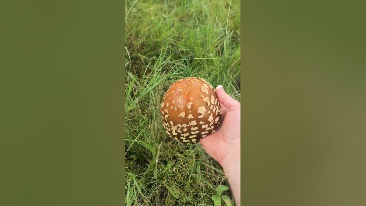 королівський мухомор - YouTube