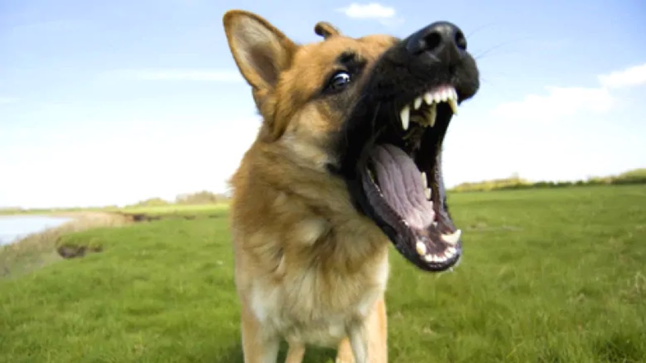 Почему собаки звук. Звук собаки. The Dog Barked loudly.. Barking Dog. Dog Bark Loud picture.