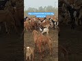 sheep farming Telangana #Raitunaturalvlog