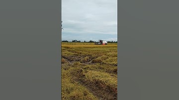 Cắt lúa ở miền tây vào mùa lúa chín.