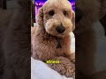 5 Signs Your Dog Is Reading Your Emotions