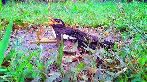 How To Make A Bird Trap Out Of Sticks Works 100% - Simple Bird Trap 🐦 @one more bd