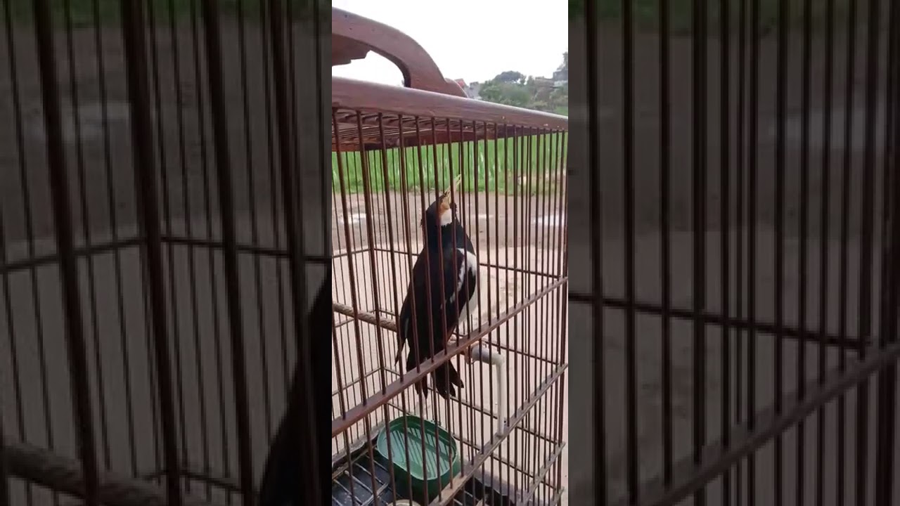 Jalak suren suara emas 