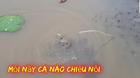 Cắm câu cá lóc mồi nhái cá dính liên khúc ll cắm câu cuối lũ ll catch fish ll phần 1