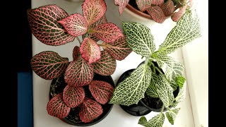 видео: Фиттонии. Омоложение кустов, черенкование | Fittonia. Rejuvenation of bushes, cuttings, reproduction картинка: Фиттонии. Омоложение кустов, черенкование | Fittonia. Rejuvenation of bushes, cuttings, reproduction