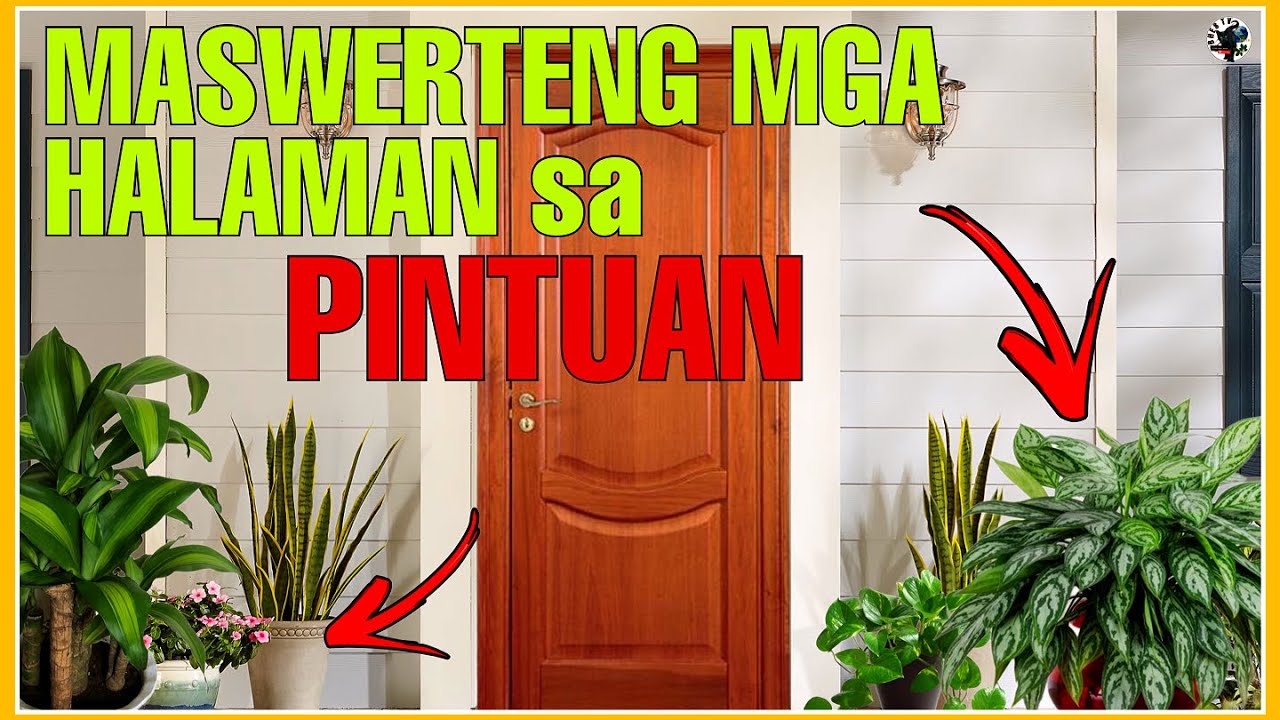MGA LUCKY PLANTS NA DAPAT MONG ILAGAY SA HARAP NG PINTO NGAYONG 2023 BHES TV YouTube
