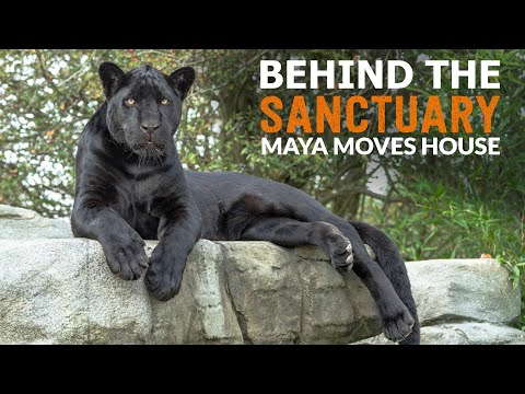 Maya Moves House! | Behind The Sanctuary