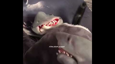 Shark Puppet CHEESE!!