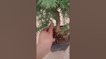 Chọn cây tùng xương cá gửi khách Hà Giang 0977973535