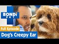 🐶 There's A Spider In This Dog's Ear! | FULL EPISODE | E6 | Bondi Vet