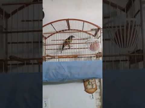 Canto De Trinca Ferro Canto Seco Trinca Ferro Canto Seco Bom Youtube