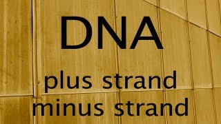 DNA      plus strand and minus strand