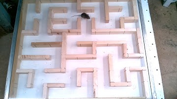 Mice maze experiment