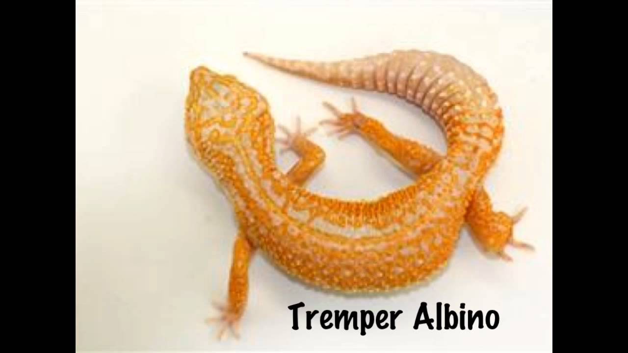camera iphone 8 plus apk Leopard Gecko Morphs