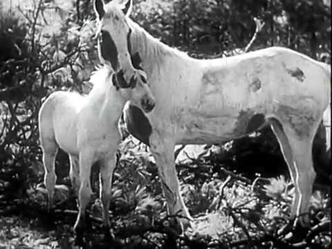 the-fighting-stallion-(1950)---full-length-classic-movie