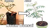 How to make bonsai Indian Neem tree (With English Subtitle) - YouTube How to make bonsai Indian Neem tree (With English Subtitle) - YouTube