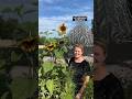view Horticulturist features sunflowers! 🌻#PublicGarden #Sunflowers #Horticulture #Garden digital asset number 1