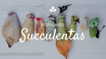 ¿Se pueden cultivar suculentas sólo a partir del tallo?