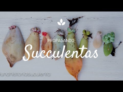 Video: ¿Cuándo puedo dividir las suculentas? Aprenda sobre la división de plantas suculentas