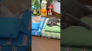 Dual-color pet matWashable • Water-resistant •  Crazy Cats, Pet Comedy, Viral Animal #dog #dogs