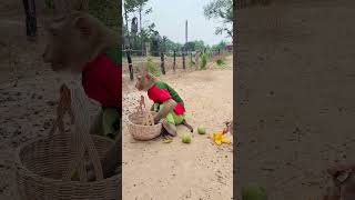 Amazing Video Of SokYaa Join Eating Mango With Chicken #shorts