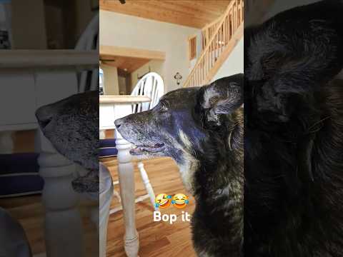 Bop it #dog