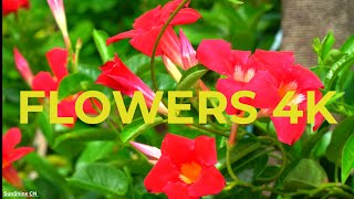 Piano Relaxing Music-Flowers 4K Nature Relaxation Film,SunShine CN screenshot 4