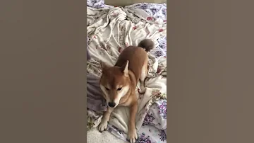 Сиба ину и кошачья мята.