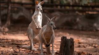 Beautiful Relaxing Music with Kangaroo by Nature'sNarratives 34 views 3 months ago 3 minutes, 43 seconds