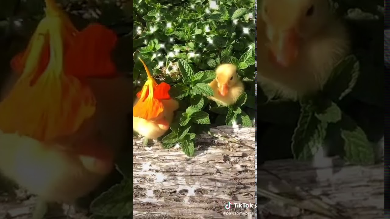 TikTok | Duckling hat