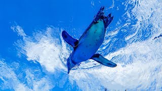 [4K空飛ぶペンギン] サンシャイン水族館「天空のペンギン」