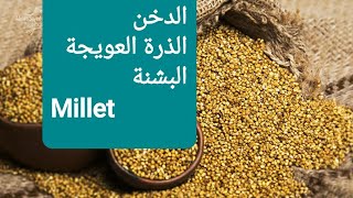 50 - الدخن قوة الحبوب الرهيبة