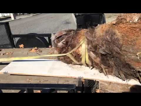 The end of the palm tree - DIY how to palm tree stump removal. Steps in description