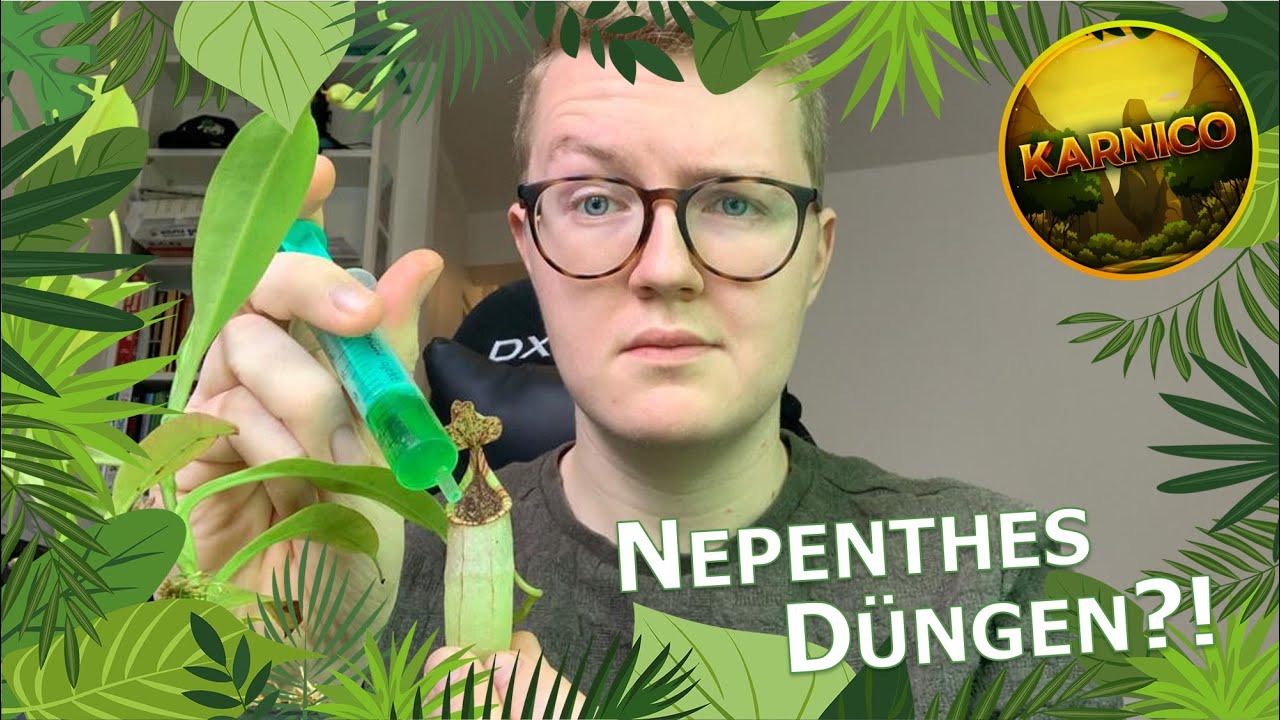 Die Auswirkungen von Dnger in Kannen von Nepenthes | Vergleich mit und  ohne Dnger | Karnico