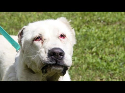 Больная собака сама пришла за помощью... - YouTube