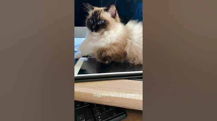 Video 5749131: semi longhair cat, cat dog animals pets, cat gently