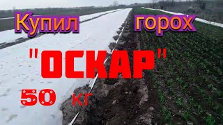 Какой горох выбрать ОСКАР или ПРЕЛАДО? Выращиваем горох под агроволокном