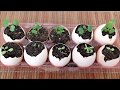 卵の殻・バナナの皮・珈琲カスで作るオーガニック肥料Organic Fertilizer using banana peels, eggshells and coffee grounds/Eggling