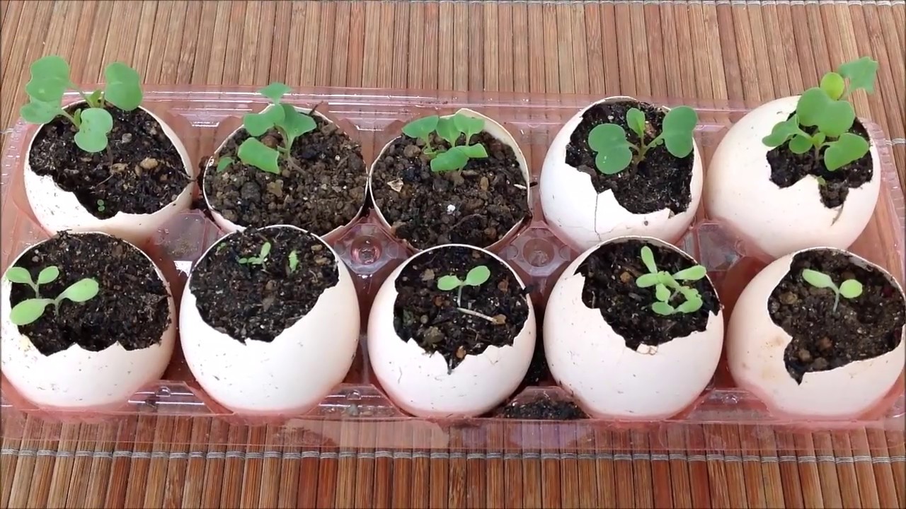 卵の殻 バナナの皮 珈琲カスで作るオーガニック肥料organic Fertilizer Using Banana Peels Eggshells And Coffee Grounds Eggling Youtube